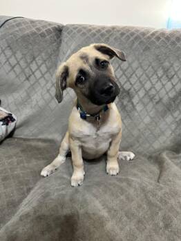 Olive -  Hound and Black Mouth Cur Dog for Adoption in Ball Ground, Georgia - Olive | PetCurious