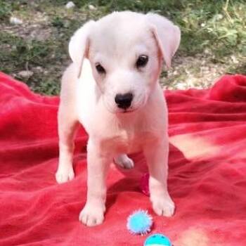 Mischief -  Labrador Retriever and Mixed Breed Dog for Adoption in West Islip, New York - Mischief | PetCurious