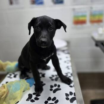Plenty -  Retriever and Border Collie Dog for Adoption in Incline Village, Nevada - Plenty | PetCurious