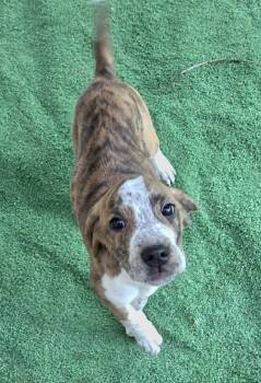Chevy Puppy -  American Bulldog and Bluetick Coonhound Dog for Adoption in Cuyahoga Falls, Ohio - Chevy Puppy | PetCurious