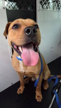 Pit Bull Terrier and Mixed Breed Dogs Available for Adoption in Charlotte, North Carolina - A1262627 | PetCurious