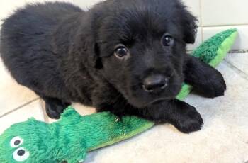 Mac A Roni -  Flat Coated Retriever Dog for Adoption in Fosters, Alabama - Mac A Roni | PetCurious