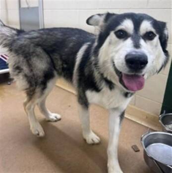 Alaskan Malamute and Mixed Breed Dogs Available for Adoption in Anchorage, Alaska - RAIDER | PetCurious