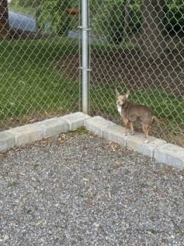 Chihuahua and Mixed Breed Dogs Available for Adoption in Wilkesboro, North Carolina - Grandma | PetCurious