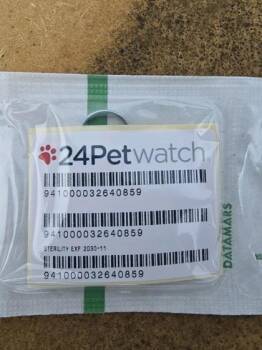 Pit Bull Terrier and Mixed Breed Dogs Available for Adoption in Klamath Falls, Oregon - Rue | PetCurious