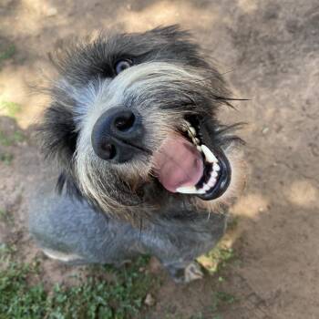 Jaime -  Rat Terrier and Schnauzer Dog for Adoption in Stillwater, Oklahoma - Jaime | PetCurious