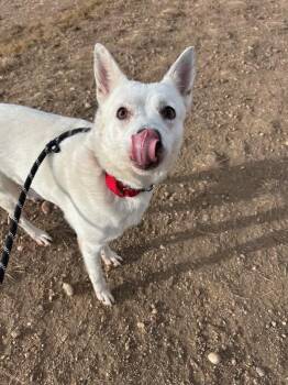 Cattle Dog and Mixed Breed Dogs Available for Adoption - Esquia | PetCurious
