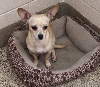 Rescue Chihuahua Dogs for Adoption in Sierra Vista, Arizona - Blondie | PetCurious