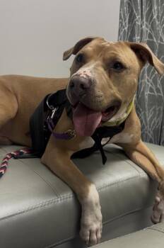 Mixed Breed Dogs Available for Adoption in Cincinnati, Ohio - Caesar | PetCurious