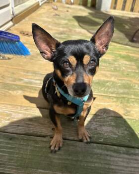 Miniature Pinscher and Chihuahua Dogs Available for Adoption in Lexington, North Carolina - Whitt | PetCurious