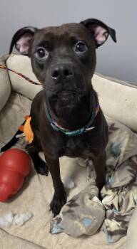 Harper -  Pit Bull Terrier Dog for Adoption in Watertown, New York - Harper | PetCurious