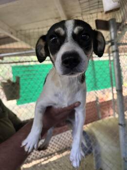 Wendy -  Jack Russell Terrier and Terrier Dog for Adoption in New York, New York - Wendy | PetCurious