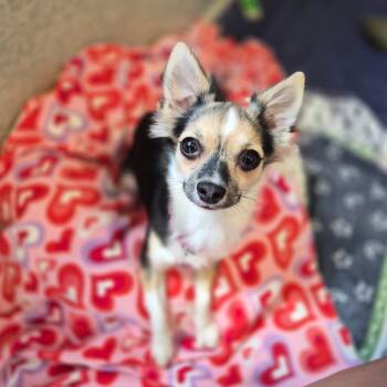 Indigo -  Chihuahua Dog for Adoption in Woodstock, Illinois - Indigo | PetCurious