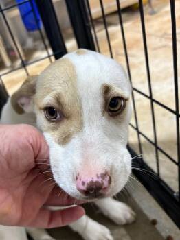 Ruby -  Terrier Dog Available for Adoption in Ruston, Louisiana - Ruby | PetCurious