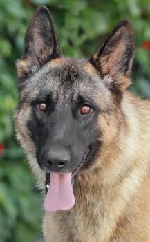 Benny von Bernitt -  German Shepherd Dog Dog for Adoption in Los Angeles, California - Benny Von Bernitt | PetCurious