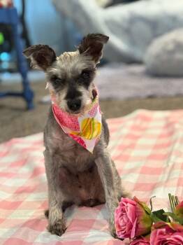 Lucy -  Miniature Schnauzer Dog for Adoption in Homer Glen, Illinois - Lucy | PetCurious