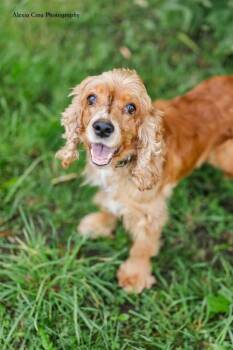 Cardinal -  Cocker Spaniel Dog for Adoption in Drumbo, Ontario - Cardinal | PetCurious