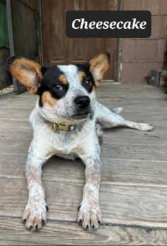 Cheesecake -  Corgi and Australian Cattle Dog Blue Heeler Dog for Adoption in Buffalo, Missouri - Cheesecake | PetCurious