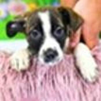 Hound Dogs Available for Adoption - Roo | PetCurious