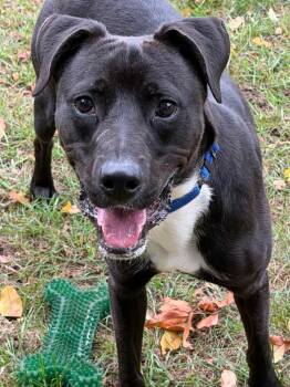Seven -  Boxer and Mixed Breed Dog for Adoption in Amery, Wisconsin - Seven | PetCurious