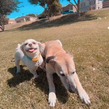 Shih Tzu Dogs Available for Adoption in San Diego, California - Gibson | PetCurious