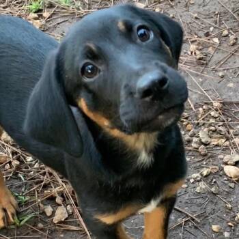 Collette -  Hound Dog for Adoption in Billerica, Massachusetts - Collette | PetCurious
