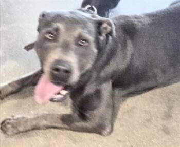 Pit Bull Terrier Dogs Available for Adoption - BOGIE | PetCurious