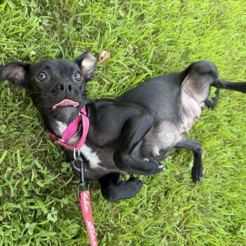 Millie -  Pug and Chihuahua Dog for Adoption in Pelham, New Hampshire - Millie | PetCurious