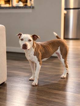 Princess -  American Staffordshire Terrier Dog for Adoption in Houston, Texas - Princess | PetCurious