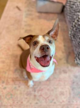 Daisy -  American Staffordshire Terrier Dog for Adoption in Spring, Texas - Daisy | PetCurious