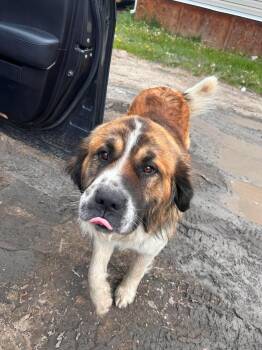 Changa -  Saint Bernard Dog for Adoption in Edmonton, Alberta - Changa | PetCurious