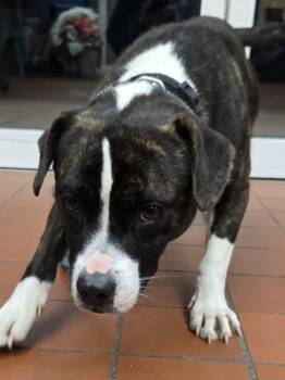 Rescue Pit Bull Terrier Dogs for Adoption in Salisbury, Maryland - Gobbles | PetCurious