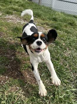 Cavalier King Charles Spaniel Dogs Available for Adoption - Tucker | PetCurious