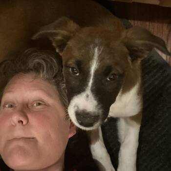 Shepherd Dogs Available for Adoption - Petunia | PetCurious