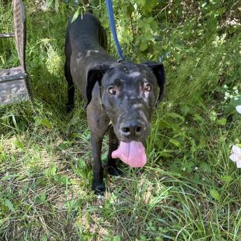 Great Dane Dogs Available for Adoption in Richmond, California - CHUPI | PetCurious