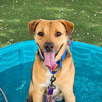 Kirk -  Mixed Breed Dog for Adoption in Lakeland, Florida - Kirk | PetCurious