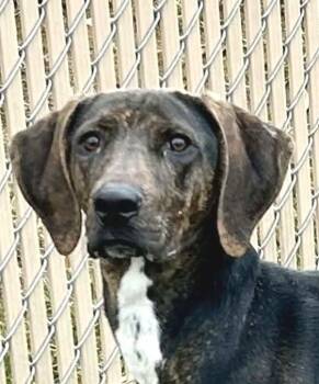 Plott Hound Dogs Available for Adoption - Phillip - Big Puppy! | PetCurious