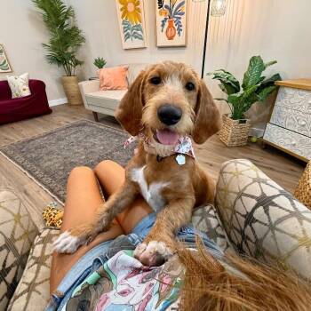 Susie Q Sunshine Soul -  Schnauzer and Basset Hound Dog for Adoption in Friendswood, Texas - Susie Q Sunshine Soul | PetCurious