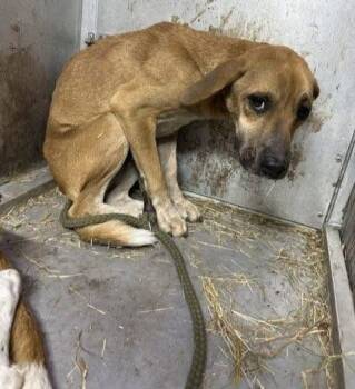 Rescue Mixed Breed Dogs for Adoption in Conway, South Carolina - Meet Jayde — 8 Months Old, Brave, And Ready For A New Beginning | PetCurious