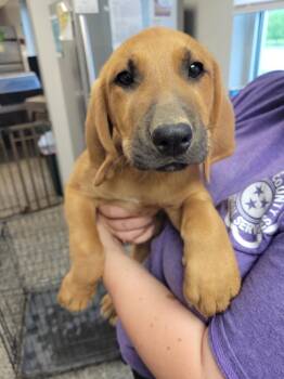 Mixed Breed Dogs Available for Adoption in Columbia, Tennessee - Al | PetCurious