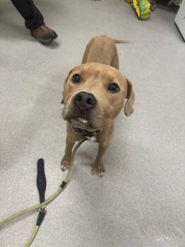 Rescue Pit Bull Terrier Dogs for Adoption in Indianapolis, Indiana - STAR | PetCurious