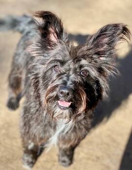 Rescue Schnauzer and Mixed Breed Dogs for Adoption in Urbandale, Iowa - Jake | PetCurious
