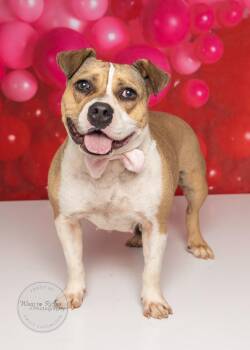Coco -  French Bulldog and Bulldog Dog for Adoption in Tuscaloosa, Alabama - Coco | PetCurious