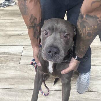Susie -  Pit Bull Terrier Dog for Adoption in Newark, New Jersey - Susie | PetCurious