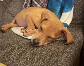 Axil -  Terrier Dog for Adoption in Colorado Springs, Colorado - Axil | PetCurious