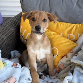 Beagle and Labrador Retriever Dogs Available for Adoption in Hatfield, Pennsylvania - Emmy | PetCurious