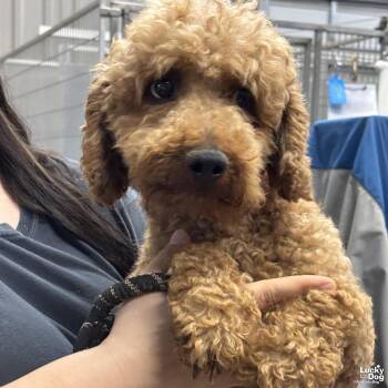 Poodle Dogs Available for Adoption in Washington, District Of Columbia - Maximillian | PetCurious