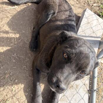 Mixed Breed Dogs Available for Adoption in Bismarck, North Dakota - Big Brother | PetCurious
