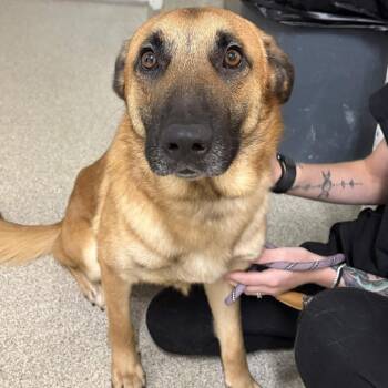 Ronni -  German Shepherd Dog Dog for Adoption in Gloucester, Virginia - Ronni | PetCurious