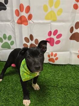 JAN -  German Shepherd Dog and Pit Bull Terrier Dog for Adoption in South Lake Tahoe, California - JAN | PetCurious